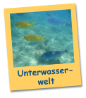 Unterwasser- welt